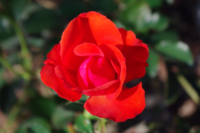 明るい赤のバラ<br />
Pentax K-7 DA18-55WR 55mmx1.5 1/250s f8 ISO200 AWB