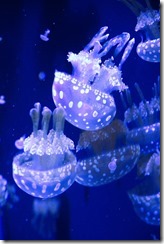 K_3_4293